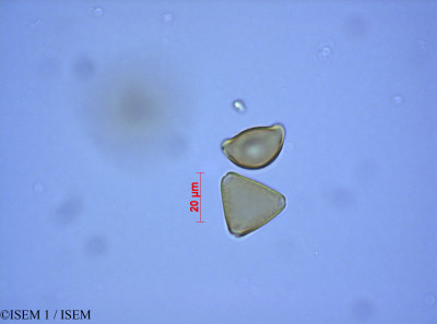 ISEM 1/Protea_repens_27555/Protea_repens_27555_0001(copy)_thumb.jpg